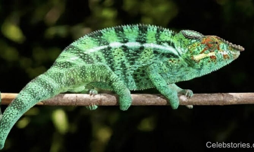 Chameleónovité: Unique Chameleons, Adaptation, and Survival