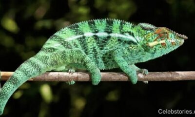 Chameleónovité: Unique Chameleons, Adaptation, and Survival