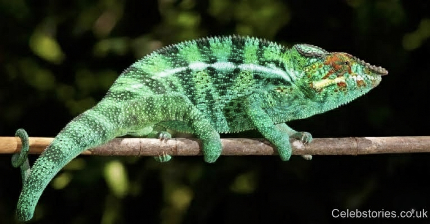Chameleónovité: Unique Chameleons, Adaptation, and Survival